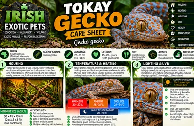 Top of the Tokay Gecko care sheet