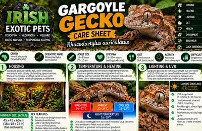 Top of the Gargoyle Gecko care sheet