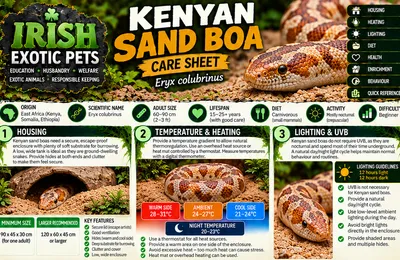 Top of the Kenyan Sand Boa care sheet