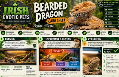 Top of the Bearded Dragon care sheet