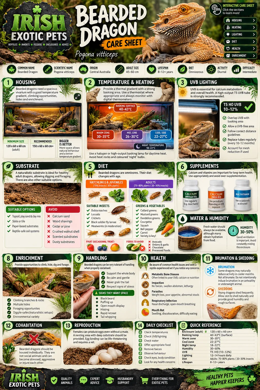 The full Bearded Dragon care sheet infographic